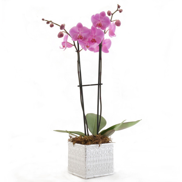 Purple Orchid in Deco Container
