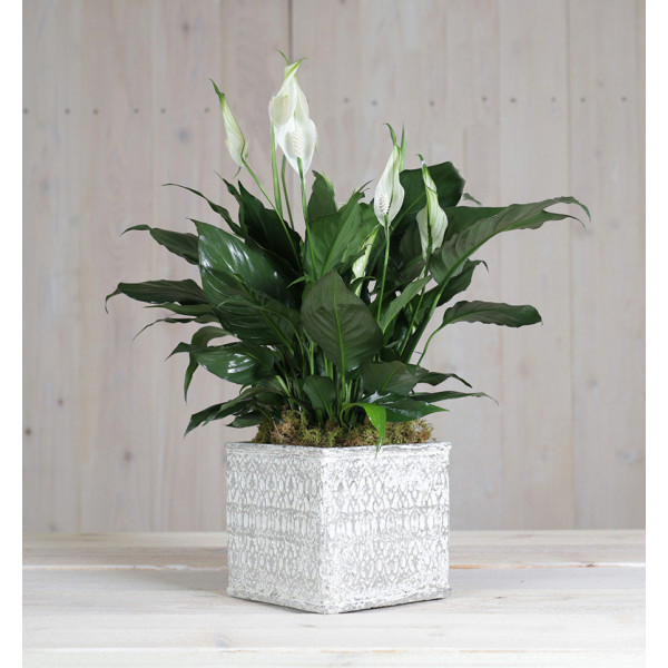 Peace Lily in Modern Container
