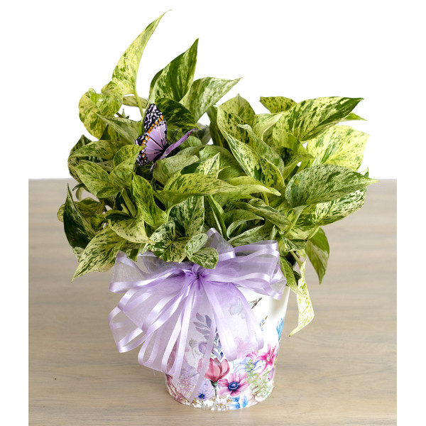 Pothos in Spring Floral Pot